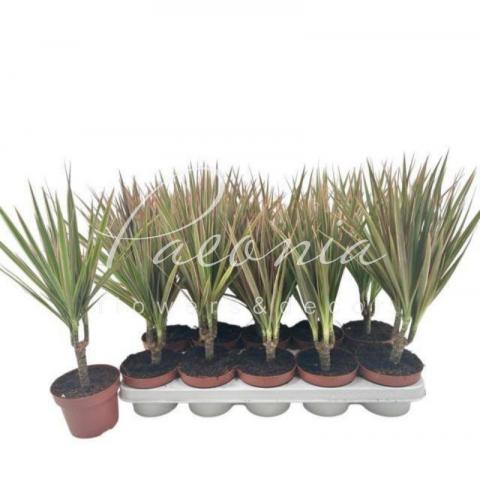 Драцена 12*40 Marginata Bicolor 1 стовбур