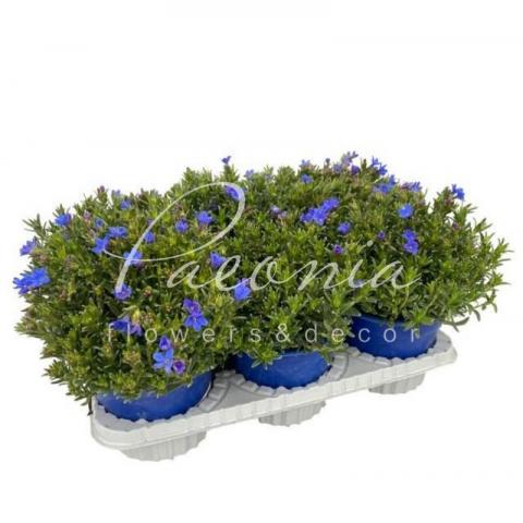 Гландора (літодора) 14*35 Diffusa