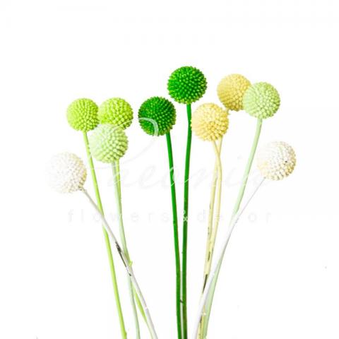 Краспедия крашеная Green Mix 70см