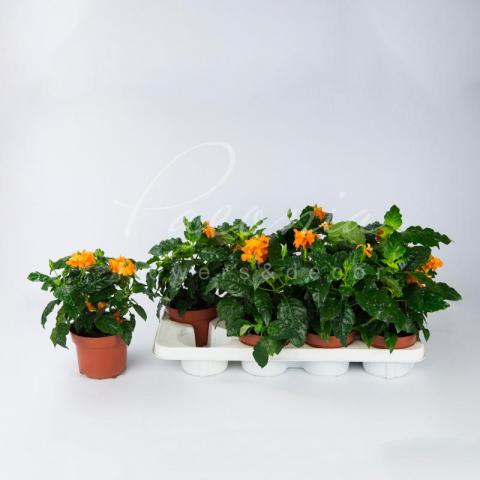 Кроссандра 13*30 Кроссандра 13*30