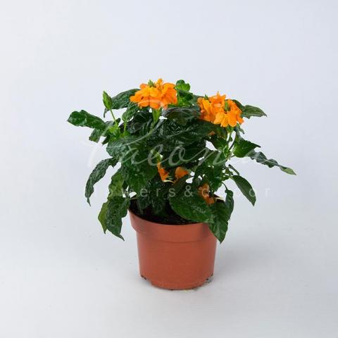 Кроссандра 13*30 Кроссандра 13*30