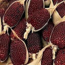 Кукуруза декоративная Strawberry бордовая 10см