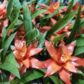 Гузмания 9*30 оранжевая Jive Гузмания 9*30 оранжевая Jive