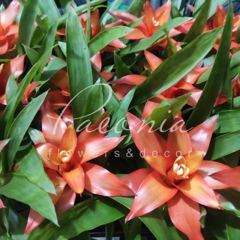 Гузмания 9*30 оранжевая Jive Гузмания 9*30 оранжевая Jive