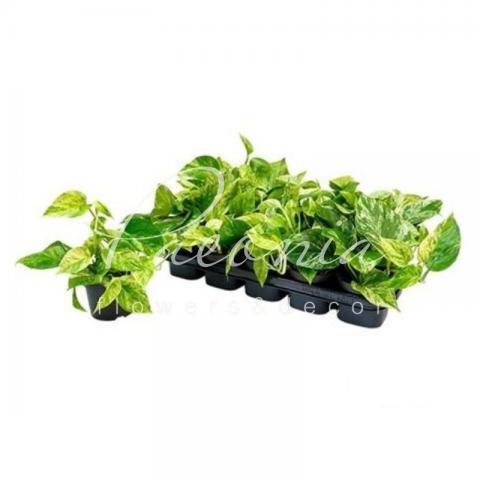 Эпипремнум 12*15 Marble Queen