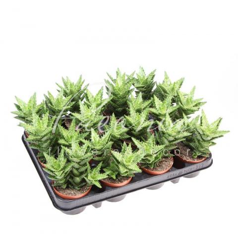 Алое 8*10 Squarrosa