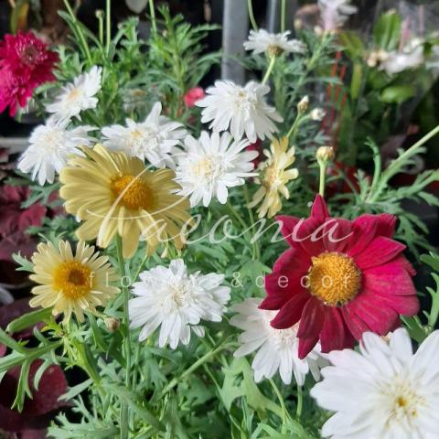 Ромашка Капская 10*15 (пр-во Украина)