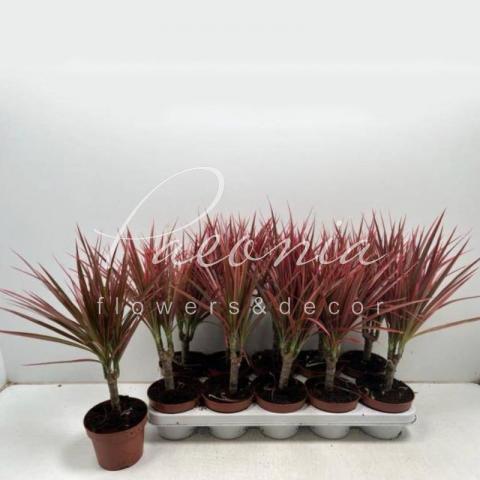 Драцена 12*35 Marginata Colorama 1 стовбур