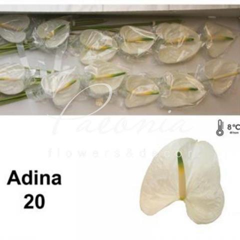 Антуріум Adina Ø9см