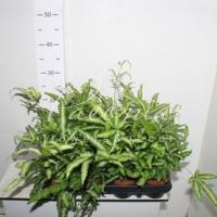 Папороть 09*20 Pteris Albolineata Папороть 09*20 Pteris Albolineata