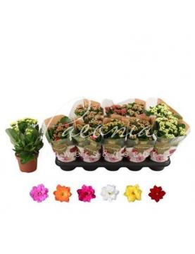 Каланхоє каландіва 12*30 мікс Каланхоє каландіва 12*30 мікс