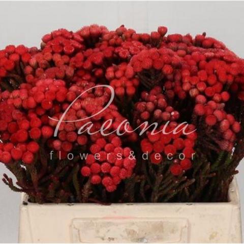 Бруния крашеная красная 40см (цена за 1 ветку)