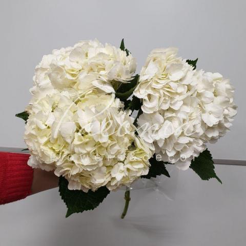 Гортензія Premium White 60см Ø20см
