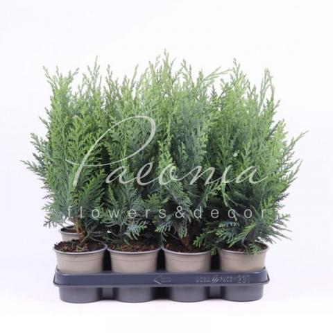 Кипарисовик 11*25-30 laws Columnaris
