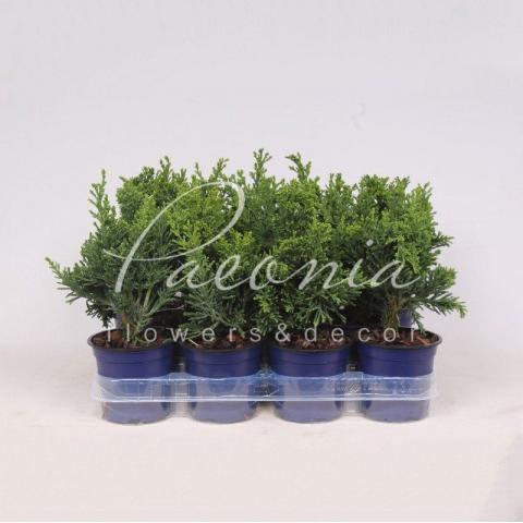 Кипарисовик 11*25-30 Obtusa Draht