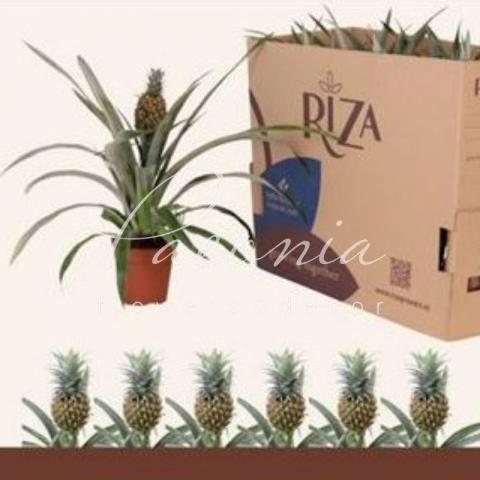 Ананас 12*45 Rosita с плодом