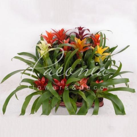 Гузмания 9*40 микс Гузмания 9*40 микс