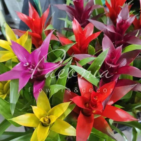 Гузмания 9*40 микс Гузмания 9*40 микс