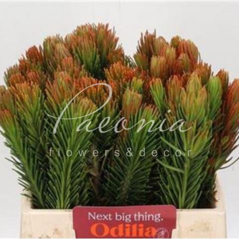 Леукодендрон Retzia Capensis 40см