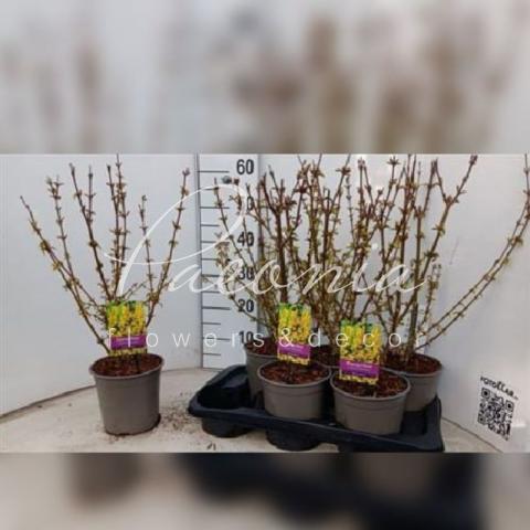 Форзиція 17*60 Spectabilis (саджанці)