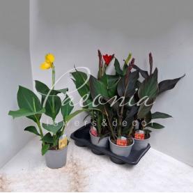 Канна 17*60-70 Cannova мікс