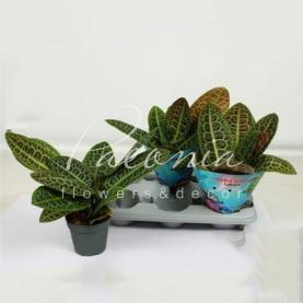 Лабізія 13*30 obtusifolia Kura Kura