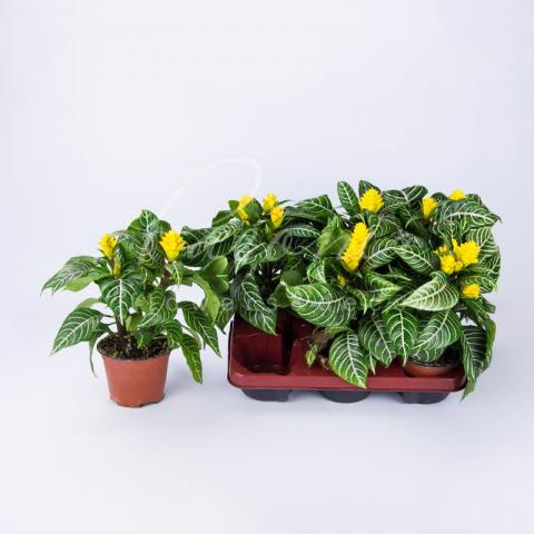 Афеландра 13*30