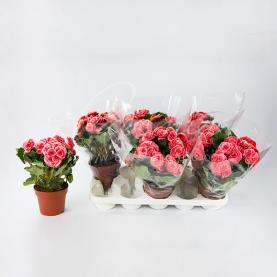 Бегония 14*30 розовая Borias (Decorum) Бегония 14*30 розовая Borias (Decorum)