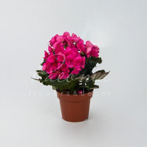 Бегонія 13*30 рожева Berseba (Decorum) Бегонія 13*30 рожева Berseba (Decorum)