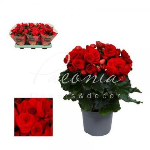 Бегонія 13*30 червона Baladin (Decorum)