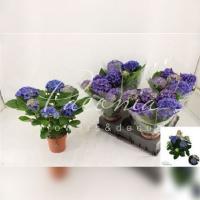 Гортензія 14*40 блакитна