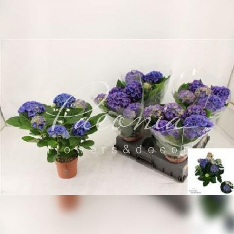 Гортензія 14*40 блакитна