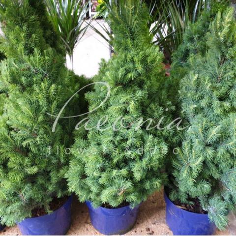 Ялина 23*70 Glauca Sander's Blue
