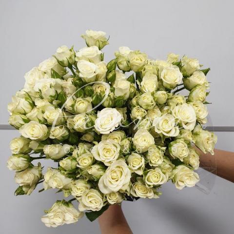 Троянда спрей Snowflake 50см Троянда спрей Snowflake 50см