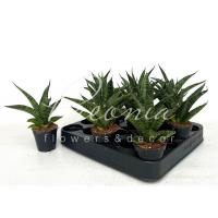 Сансевієрія 06*12 Star Ming Green Marble