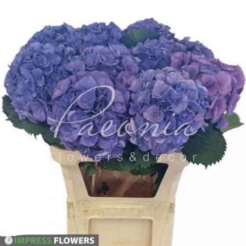 Гортензія Elbtal Blauw 80см Ø20см