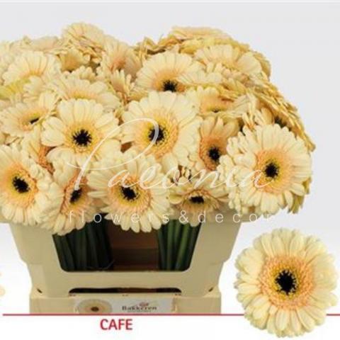 Гербера міні Cafe персикова 45см