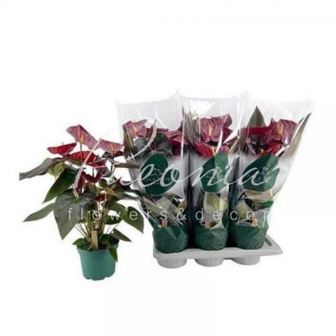 Антуриум 17*60 бордовый Delicata
