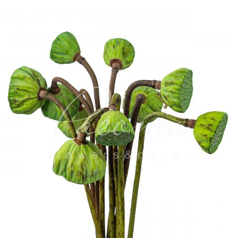 Лотос Nelumbo Nucifera 60см
