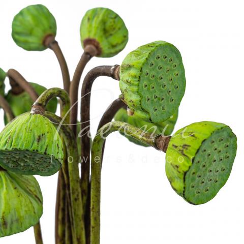 Лотос Nelumbo Nucifera 60см