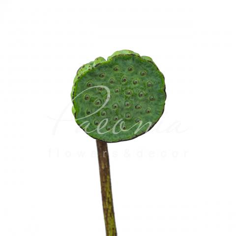 Лотос Nelumbo Nucifera 60см