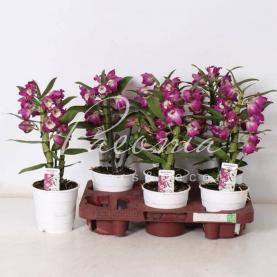 Дендробиум (орхидея) 12*35 Nobile лиловый Дендробиум (орхидея) 12*35 Nobile лиловый