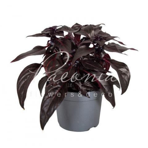 Ирезине 13*20 чорное Darkstar