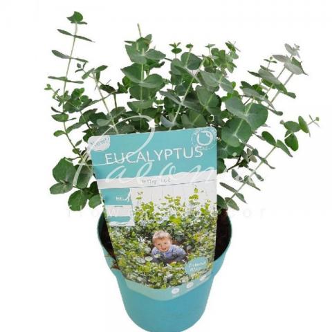 Евкаліпт 14*30 Baby Blue