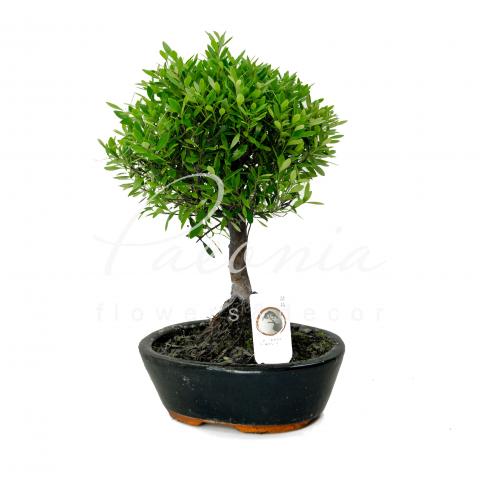 Бонсай 20*45 микс в керамике Бонсай 20*45 микс в керамике