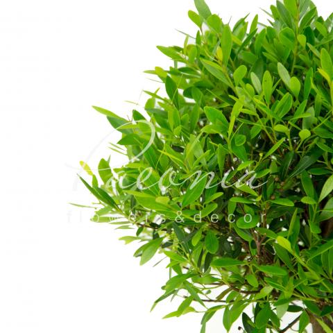 Бонсай 20*45 микс в керамике Бонсай 20*45 микс в керамике