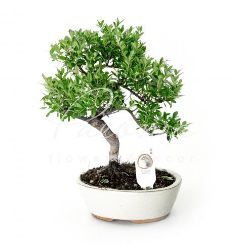 Бонсай 20*45 микс в керамике Бонсай 20*45 микс в керамике