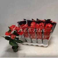 Антуріум 12*45-50 червоний Querida