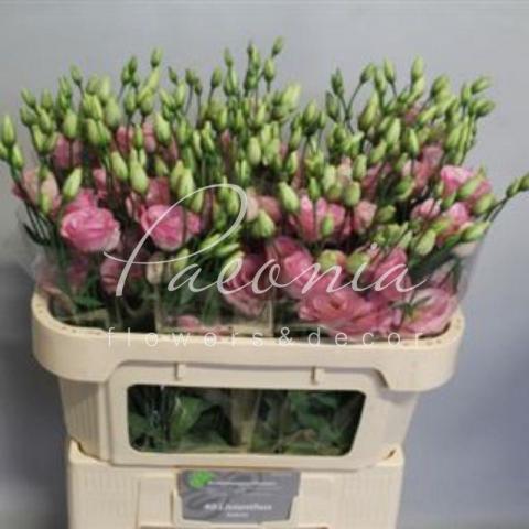 Эустома Rosita Light Pink 72см