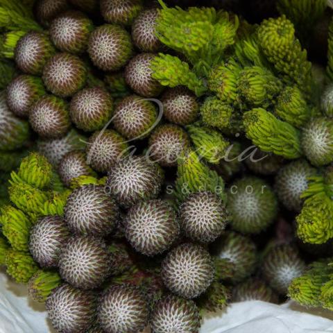 Бруния Albiflora 40см (цена за ветку)